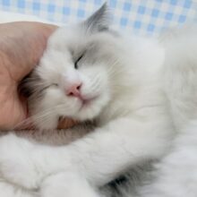 最新📷美猫降臨！ラグドールの女の子！