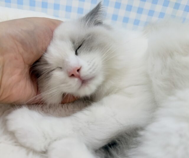 最新📷美猫降臨！ラグドールの女の子！