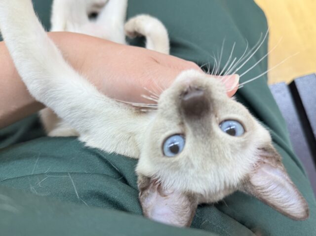 最新📷甘えん坊にゃんこ来ました!トンキニーズくん! トンキニーズ