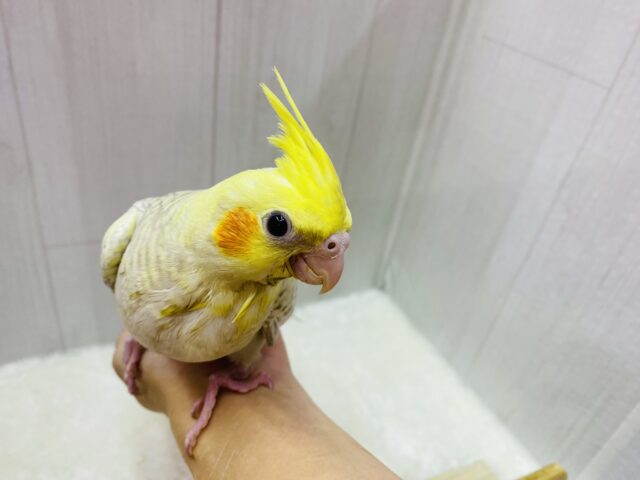 オカメインコ