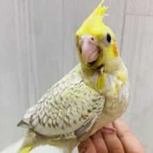 最新画像有ります❗️✨びっしりパール模様のオシャレさん🫧オカメインコのシナモンパール💛