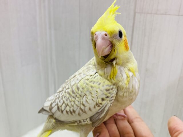 最新画像有ります❗️✨びっしりパール模様のオシャレさん🫧オカメインコのシナモンパール💛