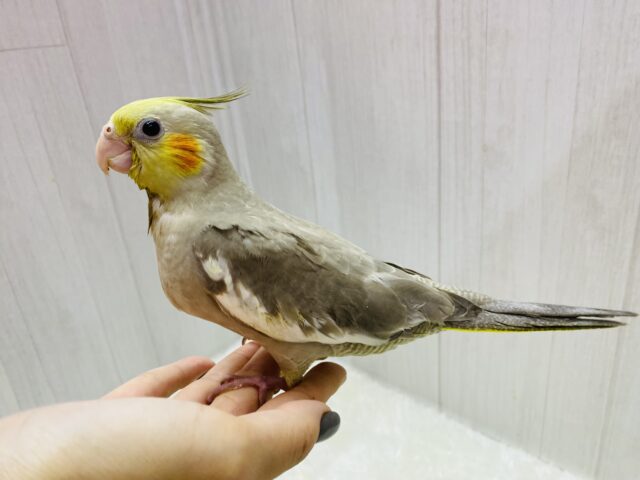 オカメインコ
