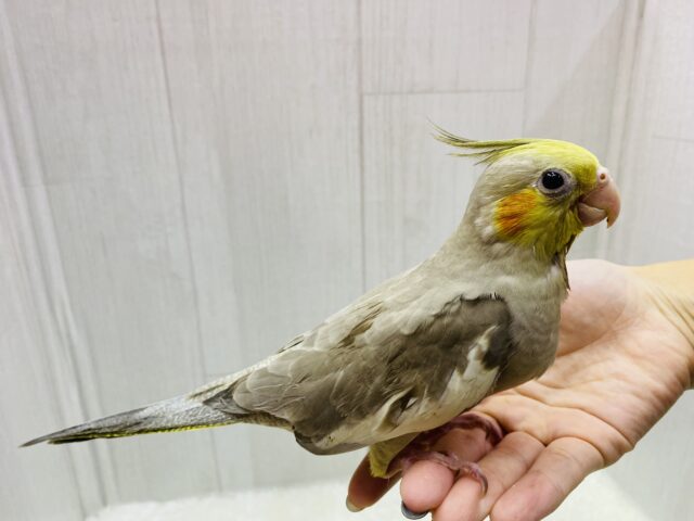 オカメインコ