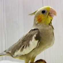 最新画像有ります⭐️立派なサイズ感‼️シナモンカラーのオカメインコがやってきました❤️