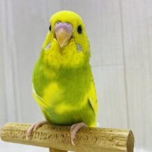 最新画像有ります⭐️やっほー❗️表情豊かなセキセイインコさん😊スパングルパイド！