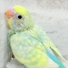 幸せいっぱいメロンソーダ🍈🧃セキセイインコ(パステルカラーレインボー) ヒナ