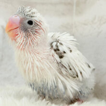 他の子とは”ひと味”違う‪☆セキセイインコ(白ハルクイン) ヒナ