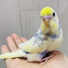最新画像有ります‼️あわあわ〜🫧この淡さが素敵すぎる！！セキセイインコパステルレインボーパイド🌟