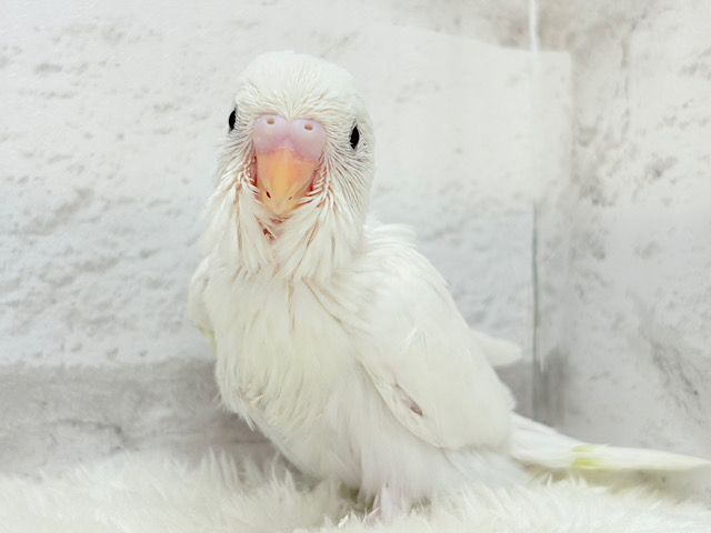 まっしろしろすけ🕊🤍セキセイインコ(ダブルファクター) ヒナ