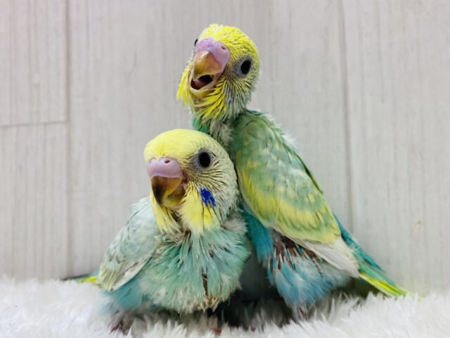 ✨キラキラ輝く妖精さんの登場デスっ🧚セキセイインコ（パステルカラーレインボー）🩵
