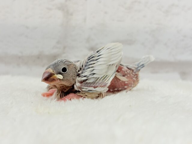 シルバー文鳥