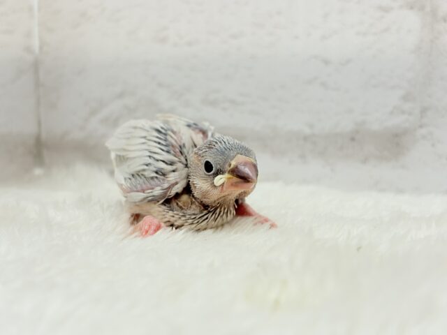 シルバー文鳥