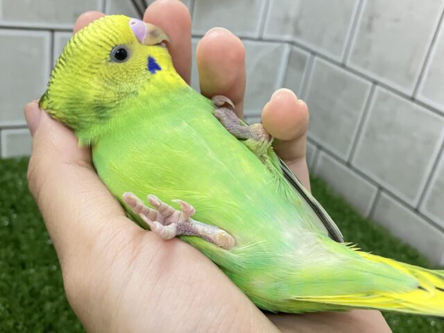 セキセイインコ