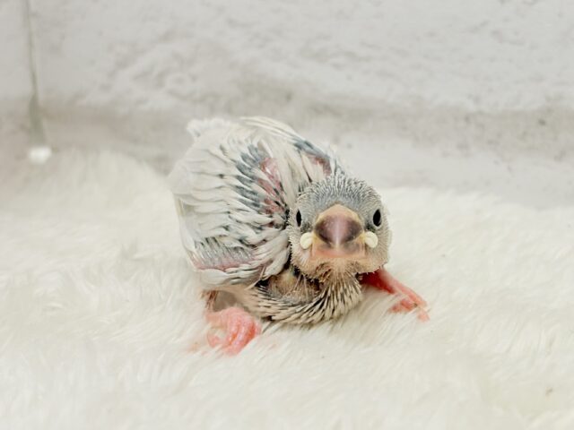 シルバー文鳥