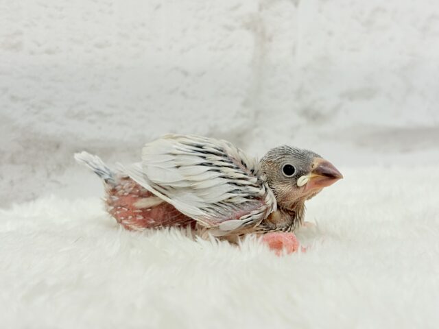 シルバー文鳥