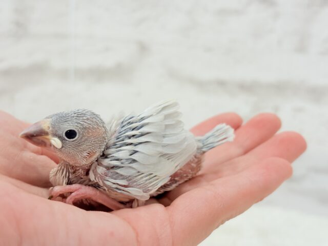 シルバー文鳥