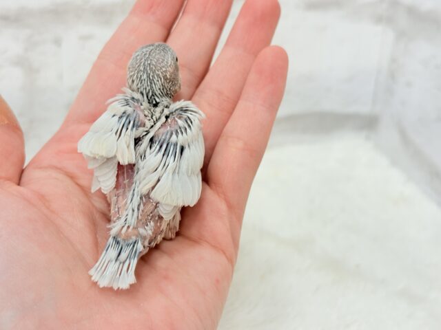 シルバー文鳥
