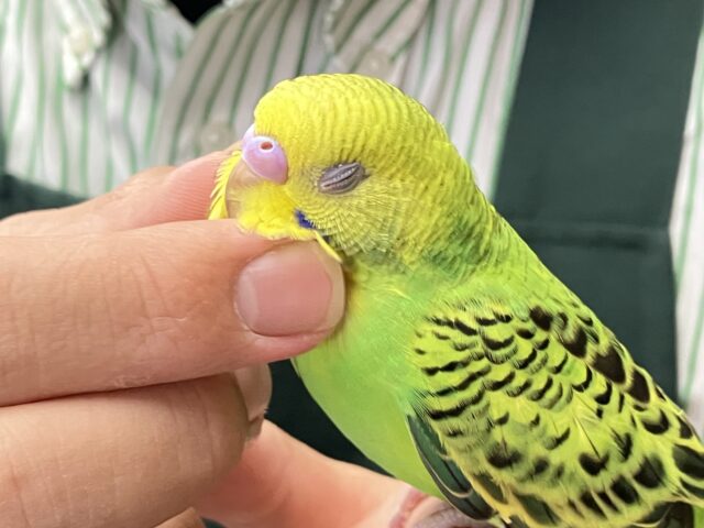 ✨最新画像✨木漏れ日サンサン☀️⟡.·小さき若葉🌱❕セキセイインコ(グリーンオパーリン/2025年8月下旬生まれ)