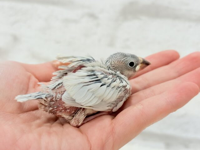 シルバー文鳥