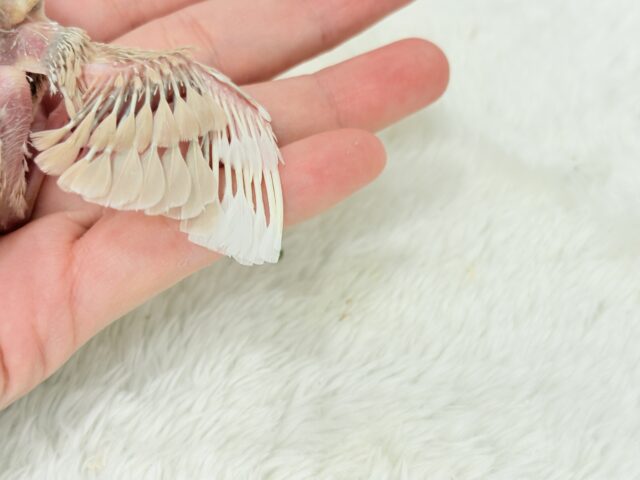 シナモン文鳥