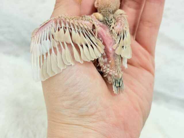 シナモン文鳥