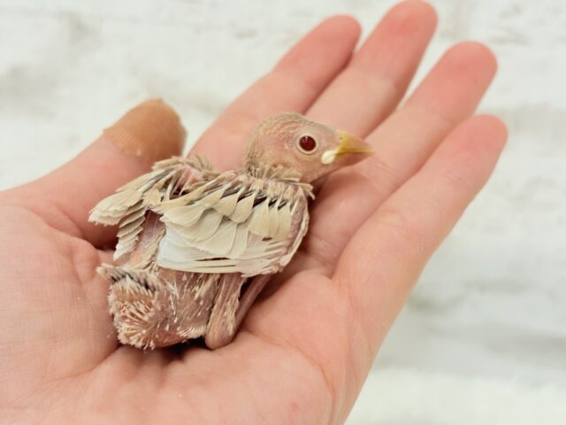 シナモン文鳥