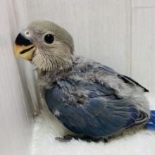 キリっとイケメン✨コザクラインコのブルーチェリー💙