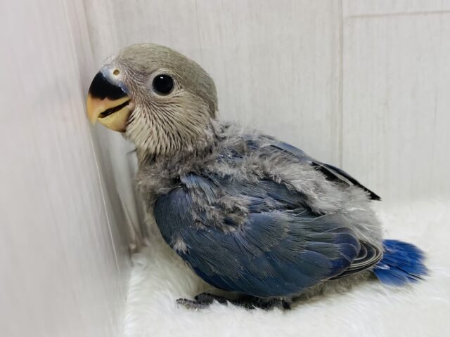 キリっとイケメン✨コザクラインコのブルーチェリー💙