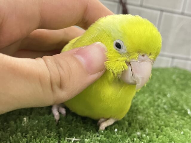 ✨️最新画像✨ViViDなプリンセス👸🏻👑*ﾟマメルリハ (アメリカンイエロー/ ︎︎ ♀/2023年12月生まれ