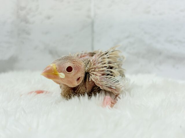 シナモン文鳥