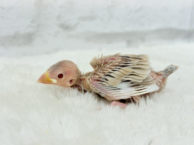 シナモン文鳥