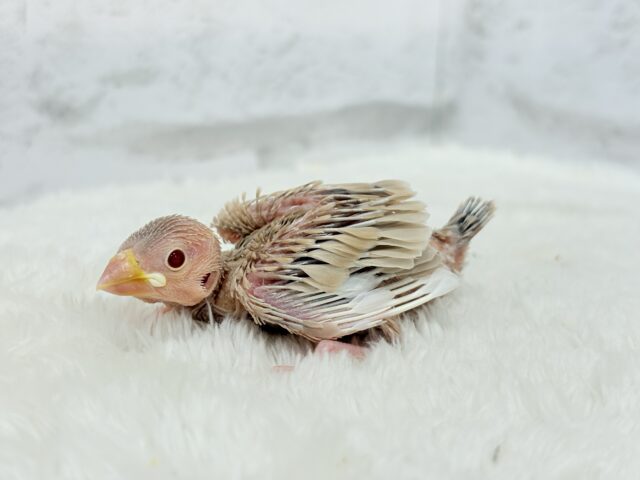 シナモン文鳥