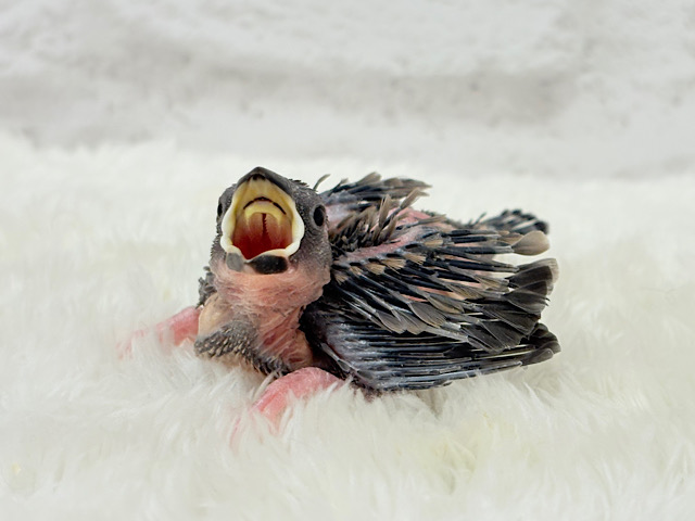 おとなになったらまるで別鳥！？🐥🌸桜文鳥 ヒナ