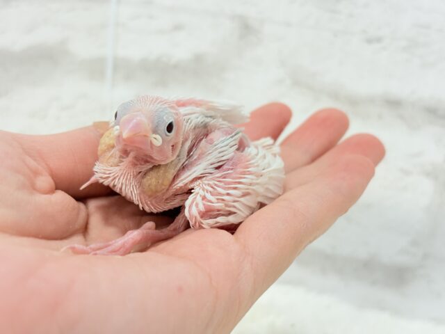 白文鳥