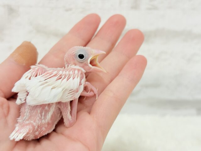 白文鳥