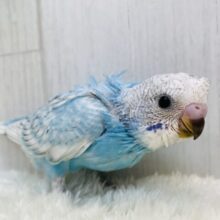 寝癖ついちゃってますよ〜‼️可愛すぎるチャームポイントのセキセイインコ🌟