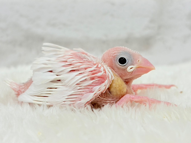 大きなおめめの雪見ちゃん🐣🤍白文鳥 ヒナ