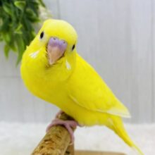 キラキラぶどう目ちゃんです🍇イエローパワー全開💛セキセイインコ‼️