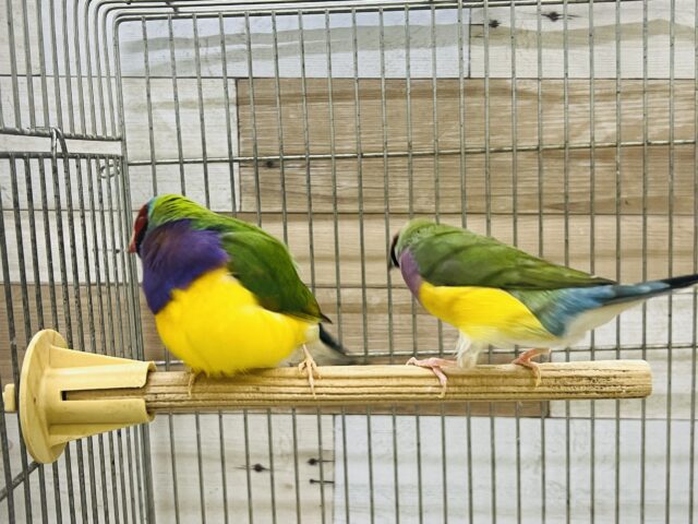 コキンチョウ
