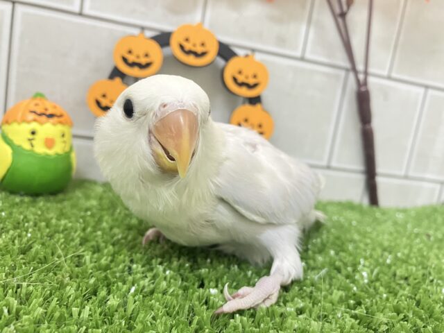 コザクラインコ（小桜インコ）