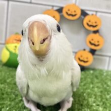 ✨最新画像✨妖艶な美カラーがやってきました(*’ω’*)💜⋆͛　コザクラインコ