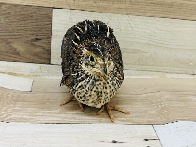 並ウズラ