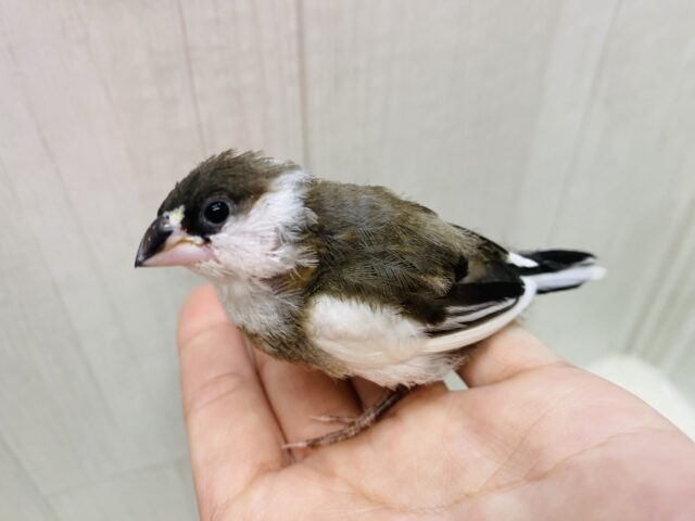 十姉妹（ジュウシマツ）