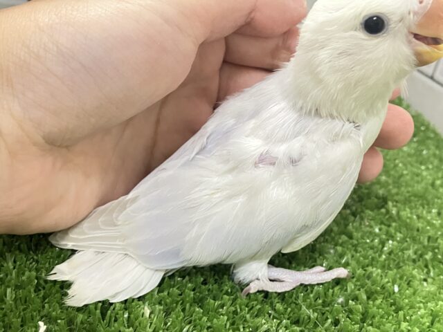 ✨最新画像✨妖艶な美カラーがやってきました(*’ω’*)💜⋆͛ コザクラインコ コザクラインコ(小桜インコ)