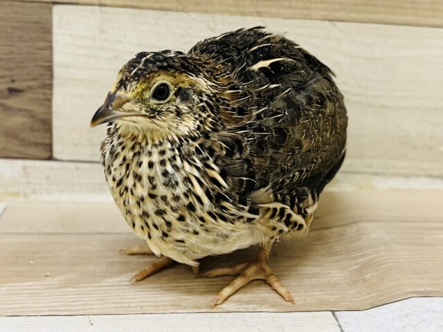 並ウズラ