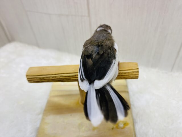 十姉妹（ジュウシマツ）