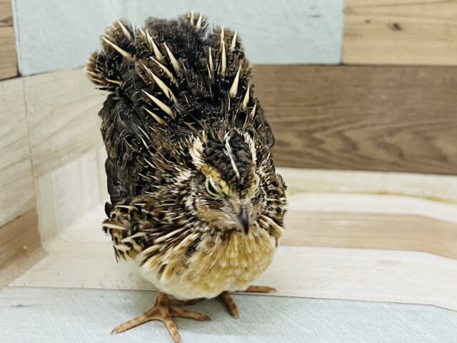 並ウズラ