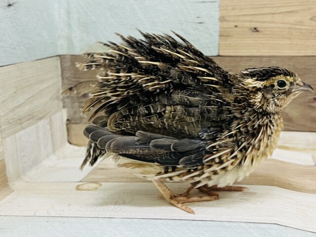 並ウズラ