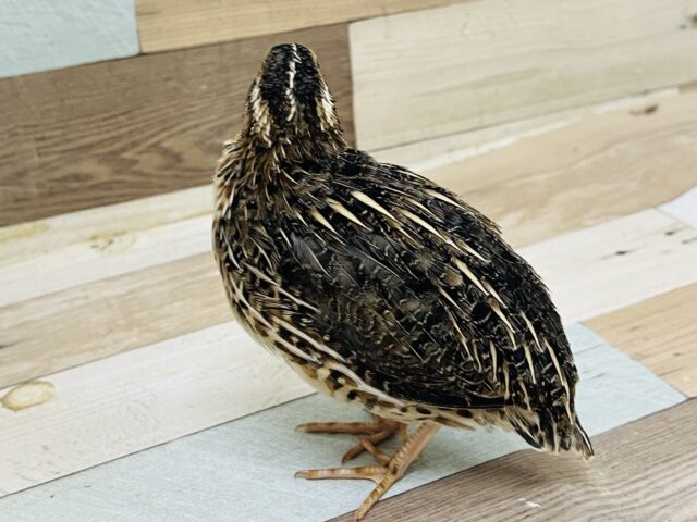 並ウズラ